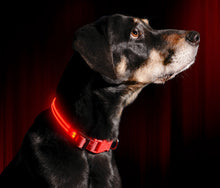 Load image into Gallery viewer, LED Dog Collar USB Rechargeable Bright &amp; High Visibility Lighted Glow Collar for Pet Night Walking Adjustable Luminous Collar