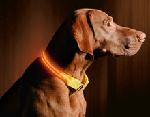 Load image into Gallery viewer, LED Dog Collar USB Rechargeable Bright &amp; High Visibility Lighted Glow Collar for Pet Night Walking Adjustable Luminous Collar